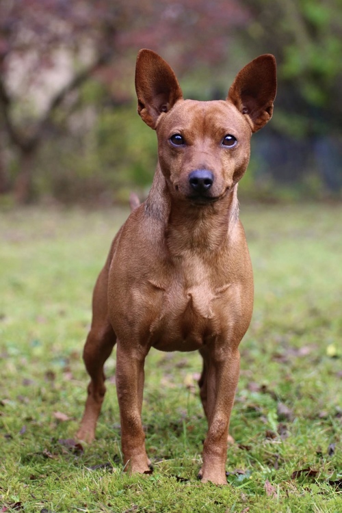 Sire: Zorba