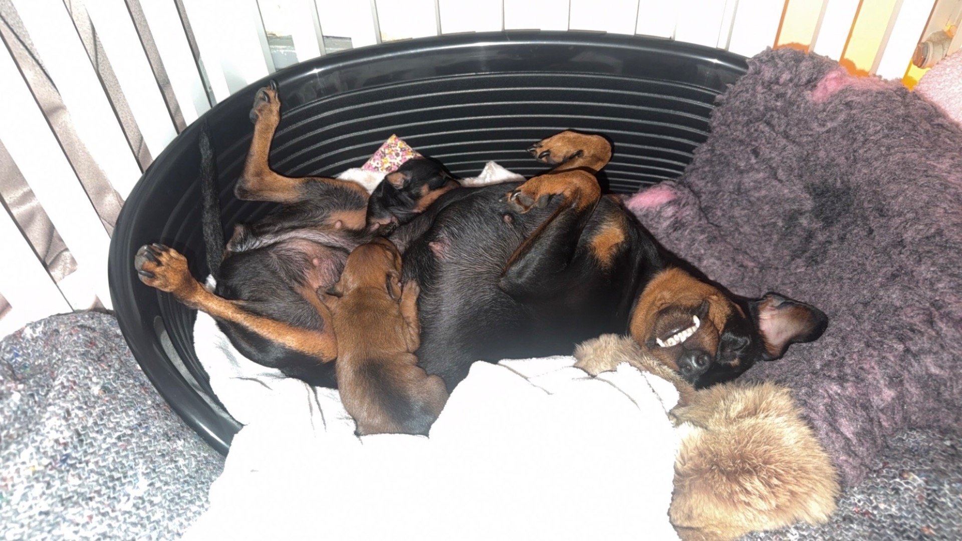 Mælkebaren er åben - mor tager en lur, så i tager bare for jer. 🍼🐾🐶